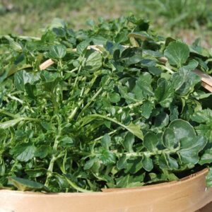 cress seeds – upland – 5 pounds – vegetable seeds, open pollinated seed fast growing, container garden