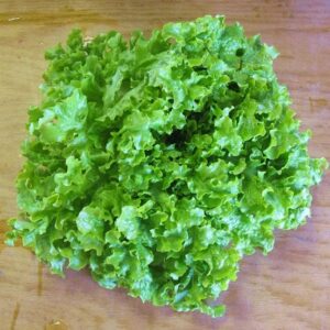 lettuce seeds – salad bowl – green – 5 pounds – vegetable seeds, heirloom seed easy to grow & maintain, fast growing, leafy vegetable, container garden