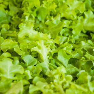 Lettuce Seeds - Salad Bowl - Green - 5 Pounds - Vegetable Seeds, Heirloom Seed Easy to Grow & Maintain, Fast Growing, Leafy Vegetable, Container Garden