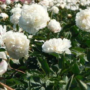 Peony Roots - Bowl of Cream - 10 Roots - White Flower Bulbs, Root Attracts Bees, Attracts Butterflies, Attracts Pollinators, Easy to Grow & Maintain, Fragrant, Container Garden