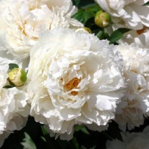 Peony Roots - Bowl of Cream - 10 Roots - White Flower Bulbs, Root Attracts Bees, Attracts Butterflies, Attracts Pollinators, Easy to Grow & Maintain, Fragrant, Container Garden