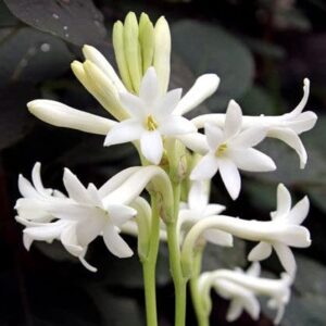 mexican tuberose bulbs – single white – 9 bulbs – white flower bulbs, tuber easy to grow & maintain, fragrant, container garden
