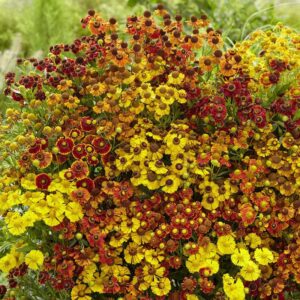 Helenium - Mix - 20 Roots - Mixed Flower Bulbs, Root Attracts Bees, Attracts Butterflies, Attracts Pollinators, Easy to Grow & Maintain, Fast Growing, Fragrant, Container Garden