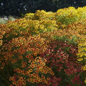 Helenium - Mix - 20 Roots - Mixed Flower Bulbs, Root Attracts Bees, Attracts Butterflies, Attracts Pollinators, Easy to Grow & Maintain, Fast Growing, Fragrant, Container Garden