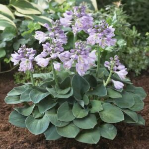 hosta roots – blue mouse ears – 10 roots – blue flower bulbs, root attracts pollinators, easy to grow & maintain, fast growing, fragrant, container garden