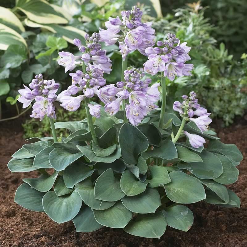 Hosta Roots - Blue Mouse Ears - 10 Roots - Blue Flower Bulbs, Root Attracts Pollinators, Easy to Grow & Maintain, Fast Growing, Fragrant, Container Garden