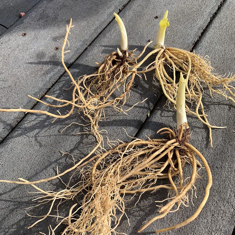 Hosta Roots - Blue Mouse Ears - 10 Roots - Blue Flower Bulbs, Root Attracts Pollinators, Easy to Grow & Maintain, Fast Growing, Fragrant, Container Garden