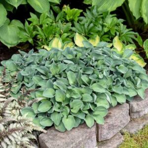 Hosta Roots - Blue Mouse Ears - 10 Roots - Blue Flower Bulbs, Root Attracts Pollinators, Easy to Grow & Maintain, Fast Growing, Fragrant, Container Garden