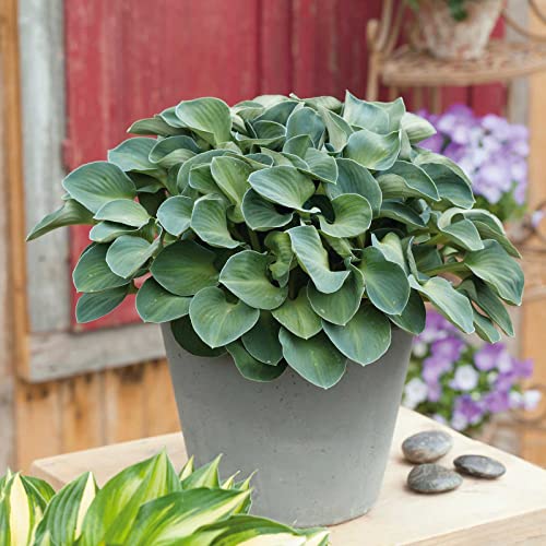 Hosta Roots - Blue Mouse Ears - 10 Roots - Blue Flower Bulbs, Root Attracts Pollinators, Easy to Grow & Maintain, Fast Growing, Fragrant, Container Garden