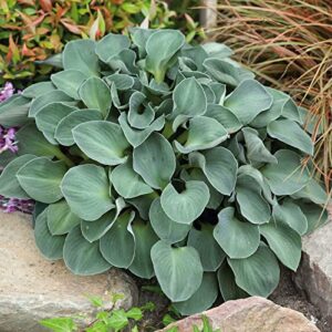 Hosta Roots - Blue Mouse Ears - 10 Roots - Blue Flower Bulbs, Root Attracts Pollinators, Easy to Grow & Maintain, Fast Growing, Fragrant, Container Garden