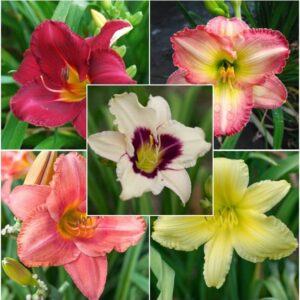 daylily roots – fragrant rebloomer mix – 25 roots – mixed flower bulbs, root attracts bees, attracts butterflies, attracts hummingbirds, attracts pollinators, easy to grow & maintain, fast growing