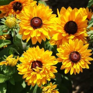 black eyed susan seeds – goldilocks – 1/4 pound – yellow flower seeds, heirloom seed attracts bees, attracts butterflies, attracts pollinators, easy to grow & maintain, extended bloom time, fast