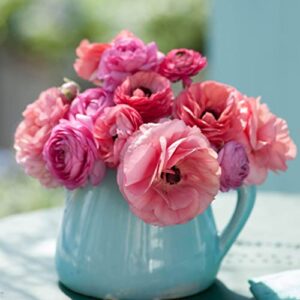 ranunculus bulbs – pink chiffon mix – 100 bulbs – pink/mixed flower bulbs, corm attracts bees, attracts pollinators, easy to grow & maintain, fragrant, container garden
