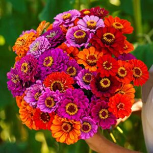 zinnia seeds – purple dream mix – 1 pound – purple/pink/orange flower seeds, open pollinated seed attracts bees, attracts butterflies, attracts hummingbirds, attracts pollinators