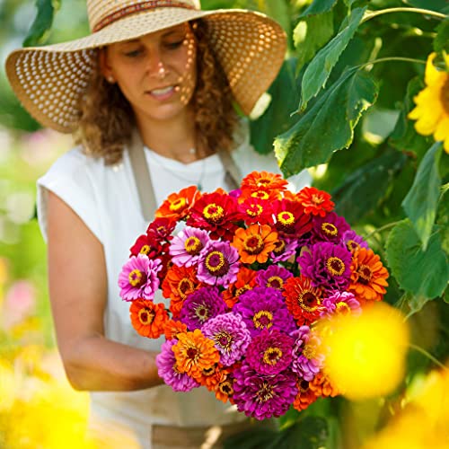 Zinnia Seeds - Purple Dream Mix - 1 Pound - Purple/Pink/Orange Flower Seeds, Open Pollinated Seed Attracts Bees, Attracts Butterflies, Attracts Hummingbirds, Attracts Pollinators