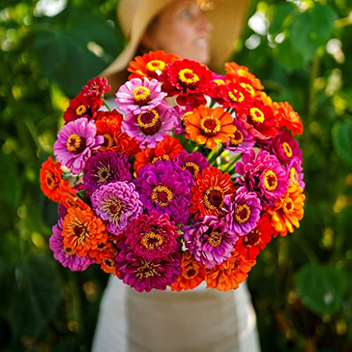 Zinnia Seeds - Purple Dream Mix - 1 Pound - Purple/Pink/Orange Flower Seeds, Open Pollinated Seed Attracts Bees, Attracts Butterflies, Attracts Hummingbirds, Attracts Pollinators