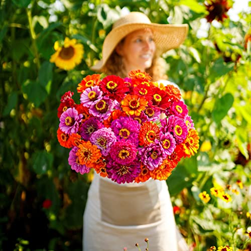 Zinnia Seeds - Purple Dream Mix - 1 Pound - Purple/Pink/Orange Flower Seeds, Open Pollinated Seed Attracts Bees, Attracts Butterflies, Attracts Hummingbirds, Attracts Pollinators