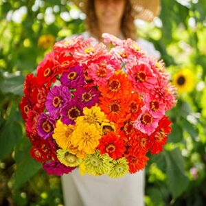 zinnia seeds – over the rainbow mix – 1 pound – pink/purple/red flower seeds, open pollinated seed attracts bees, attracts butterflies, attracts hummingbirds, attracts pollinators
