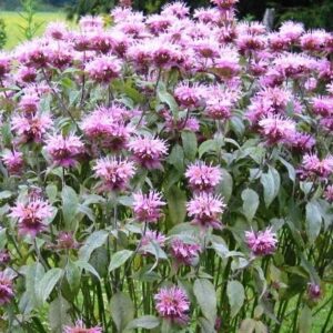 bee balm – wild bergamot seeds – 1/4 pound – purple flower seeds, heirloom seed attracts bees, attracts butterflies, attracts hummingbirds, attracts pollinators, easy to grow & maintain, fragrant