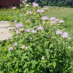 Bee Balm - Wild Bergamot Seeds - 1/4 Pound - Purple Flower Seeds, Heirloom Seed Attracts Bees, Attracts Butterflies, Attracts Hummingbirds, Attracts Pollinators, Easy to Grow & Maintain, Fragrant