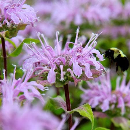 Bee Balm - Wild Bergamot Seeds - 1/4 Pound - Purple Flower Seeds, Heirloom Seed Attracts Bees, Attracts Butterflies, Attracts Hummingbirds, Attracts Pollinators, Easy to Grow & Maintain, Fragrant