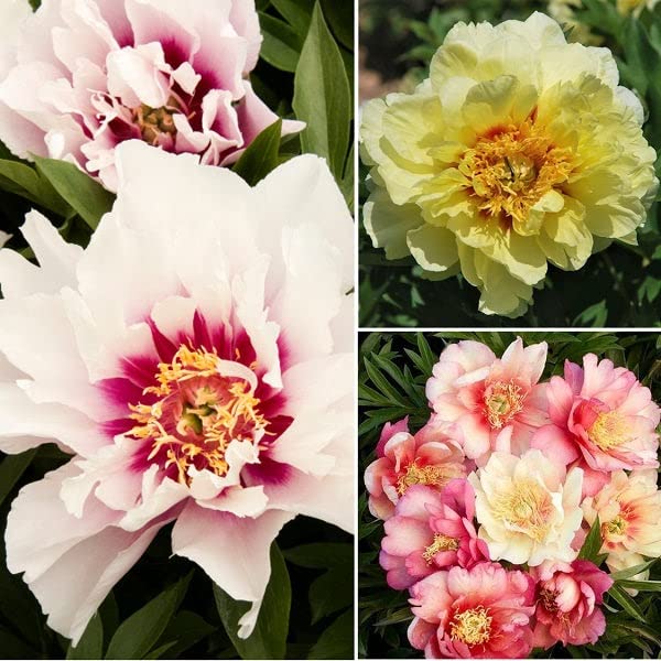 Itoh Peony Roots - Collection - 9 Roots - Mixed Flower Bulbs, Root Attracts Bees, Attracts Butterflies, Attracts Pollinators, Easy to Grow & Maintain, Fragrant, Container Garden