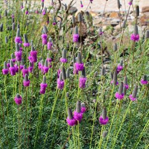 Clover Seeds - Purple Prairie - 1 Pound - Purple Flower Seeds, Open Pollinated Seed Attracts Bees, Attracts Butterflies, Attracts Pollinators, Cut Flower Garden