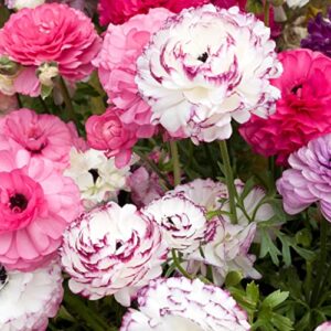 ranunculus bulbs – pink renaissance mix – 100 bulbs – mixed flower bulbs, corm attracts bees, attracts pollinators, easy to grow & maintain, fragrant, container garden