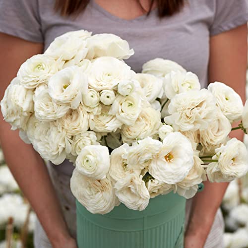 Ranunculus Bulbs - White - 100 Bulbs - White Flower Bulbs, Corm Attracts Bees, Attracts Pollinators, Easy to Grow & Maintain, Fragrant, Container Garden