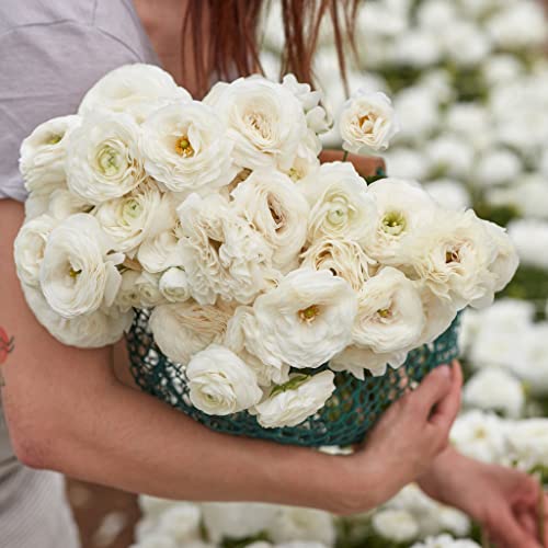 Ranunculus Bulbs - White - 100 Bulbs - White Flower Bulbs, Corm Attracts Bees, Attracts Pollinators, Easy to Grow & Maintain, Fragrant, Container Garden