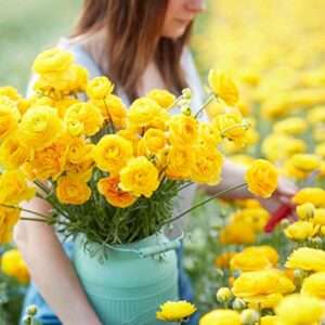 ranunculus bulbs – yellow – 100 bulbs – yellow flower bulbs, corm attracts bees, attracts pollinators, easy to grow & maintain, fragrant, container garden