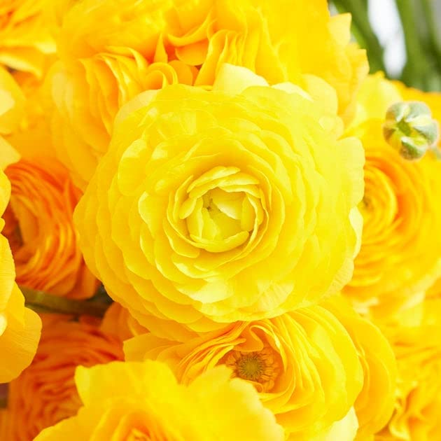 Ranunculus Bulbs - Yellow - 100 Bulbs - Yellow Flower Bulbs, Corm Attracts Bees, Attracts Pollinators, Easy to Grow & Maintain, Fragrant, Container Garden