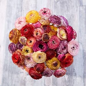 ranunculus bulbs – picotee mix – 100 bulbs – mixed flower bulbs, corm attracts bees, attracts pollinators, easy to grow & maintain, fragrant, container garden