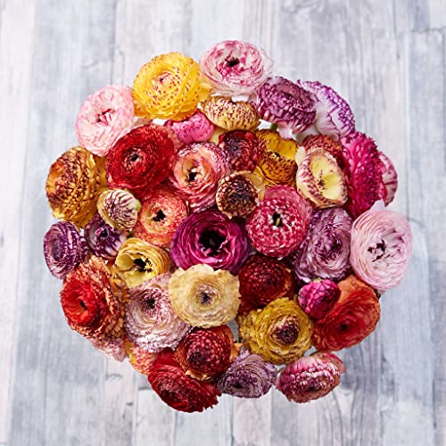 Ranunculus Bulbs - Picotee Mix - 100 Bulbs - Mixed Flower Bulbs, Corm Attracts Bees, Attracts Pollinators, Easy to Grow & Maintain, Fragrant, Container Garden