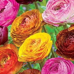 Ranunculus Bulbs - Picotee Mix - 100 Bulbs - Mixed Flower Bulbs, Corm Attracts Bees, Attracts Pollinators, Easy to Grow & Maintain, Fragrant, Container Garden