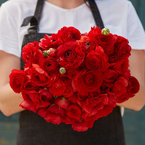 Ranunculus Bulbs - Red - 100 Bulbs - Red Flower Bulbs, Corm Attracts Bees, Attracts Pollinators, Easy to Grow & Maintain, Fragrant, Container Garden