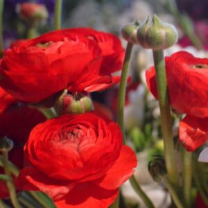 Ranunculus Bulbs - Red - 100 Bulbs - Red Flower Bulbs, Corm Attracts Bees, Attracts Pollinators, Easy to Grow & Maintain, Fragrant, Container Garden