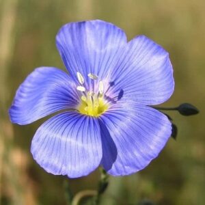 annual blue flax seeds – 5 pounds – blue flower seeds, heirloom seed attracts bees, attracts butterflies, attracts pollinators, easy to grow & maintain, fast growing, container garden