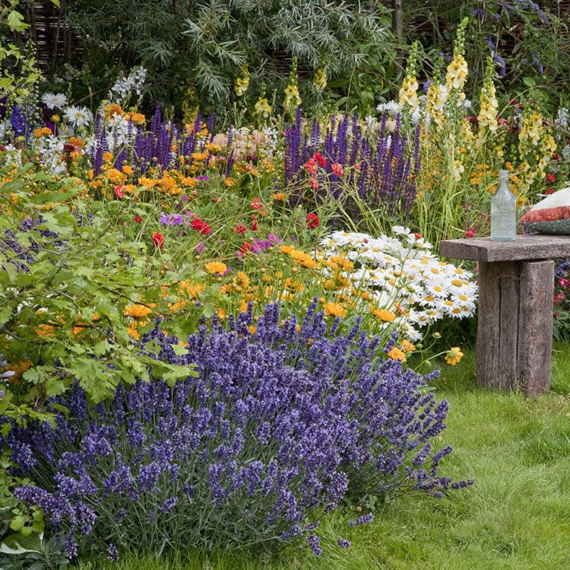 Lavender Seeds - Munstead - 1/4 Pound - Herb Seeds, Heirloom Seed Attracts Bees, Attracts Butterflies, Attracts Pollinators, Fragrant, Container Garden