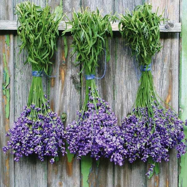 Lavender Seeds - Munstead - 1/4 Pound - Herb Seeds, Heirloom Seed Attracts Bees, Attracts Butterflies, Attracts Pollinators, Fragrant, Container Garden