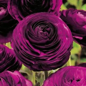 ranunculus bulbs – violet – 100 bulbs – purple flower bulbs, corm attracts bees, attracts pollinators, easy to grow & maintain, fragrant, container garden