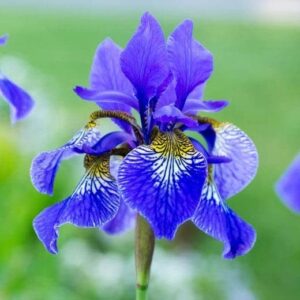 siberian iris roots – silver edge – 10 roots – blue flower bulbs, root attracts bees, attracts butterflies, attracts pollinators, easy to grow & maintain, fragrant, cut flower garden