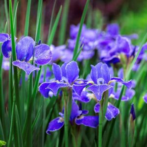 Siberian Iris Roots - Silver Edge - 10 Roots - Blue Flower Bulbs, Root Attracts Bees, Attracts Butterflies, Attracts Pollinators, Easy to Grow & Maintain, Fragrant, Cut Flower Garden