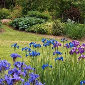 Siberian Iris Roots - Silver Edge - 10 Roots - Blue Flower Bulbs, Root Attracts Bees, Attracts Butterflies, Attracts Pollinators, Easy to Grow & Maintain, Fragrant, Cut Flower Garden