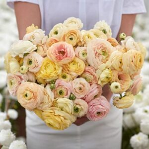 ranunculus bulbs – wedding pastel – 40 bulbs – mixed flower bulbs, corm attracts bees, attracts pollinators, easy to grow & maintain, fragrant, container garden