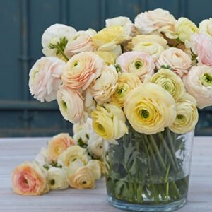 Ranunculus Bulbs - Wedding Pastel - 40 Bulbs - Mixed Flower Bulbs, Corm Attracts Bees, Attracts Pollinators, Easy to Grow & Maintain, Fragrant, Container Garden