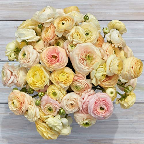 Ranunculus Bulbs - Wedding Pastel - 40 Bulbs - Mixed Flower Bulbs, Corm Attracts Bees, Attracts Pollinators, Easy to Grow & Maintain, Fragrant, Container Garden