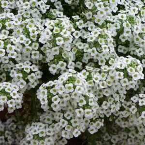 sweet alyssum seeds – tall white – 1 pound – white flower seeds, heirloom seed attracts bees, attracts butterflies, attracts pollinators, fragrant, container garden