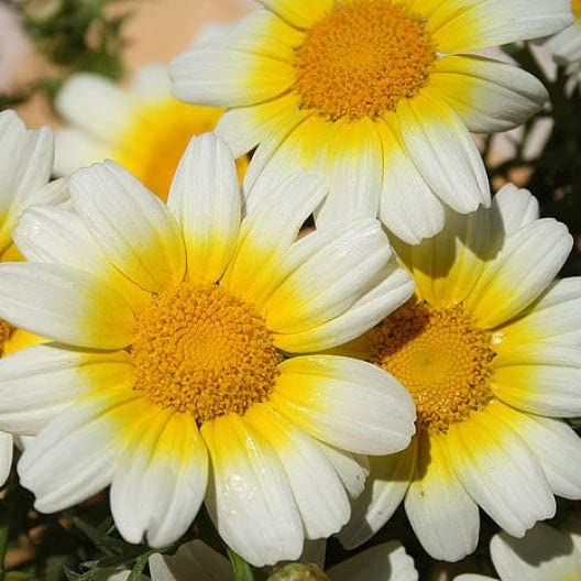 Daisy Seeds - Garland - Packet - Yellow/White Flower Seeds, Heirloom Seed Attracts Bees, Attracts Butterflies, Attracts Pollinators, Easy to Grow & Maintain, Extended Bloom Time, Fast Growing