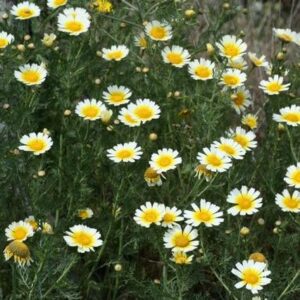 Daisy Seeds - Garland - Packet - Yellow/White Flower Seeds, Heirloom Seed Attracts Bees, Attracts Butterflies, Attracts Pollinators, Easy to Grow & Maintain, Extended Bloom Time, Fast Growing